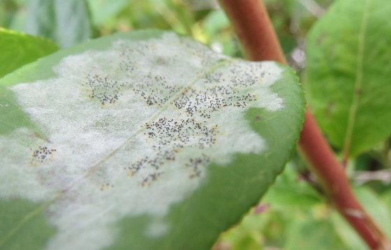 白粉病有機防治 白粉病有機防治