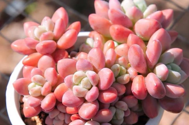 水耕栽培施肥 水耕栽培施肥