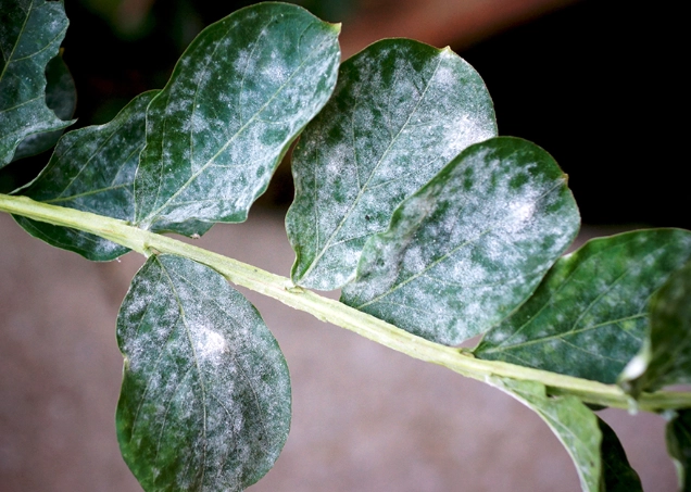 白粉病有機防治 白粉病有機防治