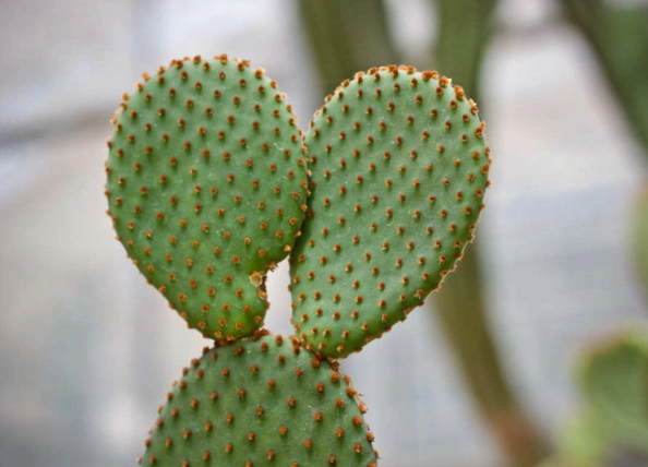 仙人掌變色原因 仙人掌變色原因