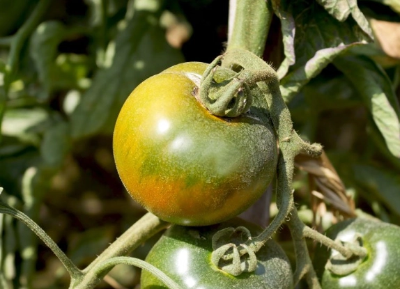 黑柿番茄品種 黑柿番茄品種