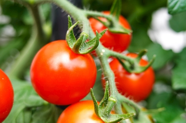 牛番茄GMO優缺點 牛番茄GMO優缺點