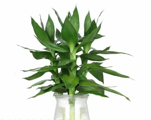 富貴竹營養劑推薦 富貴竹營養劑推薦