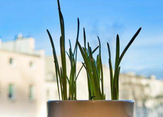 每天澆水必要嗎 每天澆水必要嗎