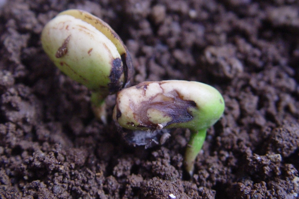 發根劑使用方法