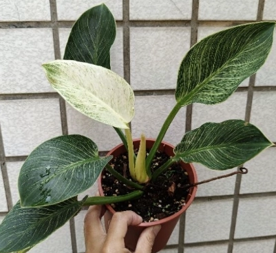 蔓綠絨養護 蔓綠絨養護