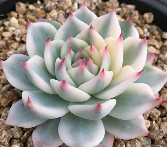 赤玉土多肉植物