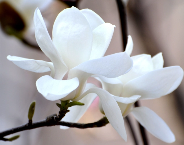 玉蘭花嫁接技巧 玉蘭花嫁接技巧