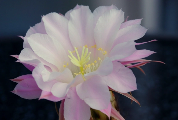 多肉植物入門 多肉植物入門