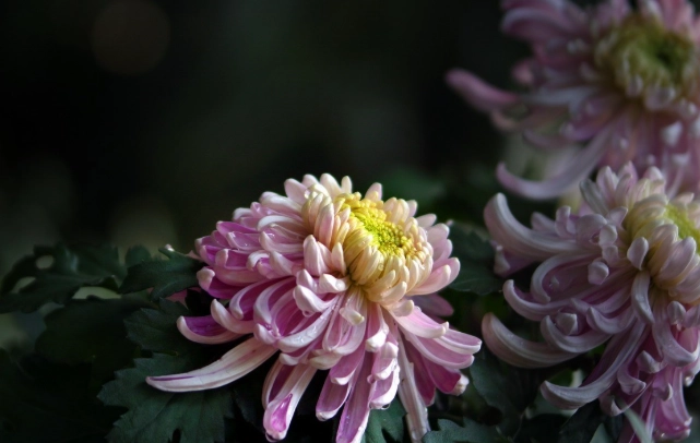 秋菊種植 秋菊種植