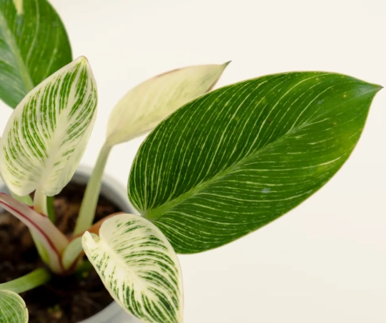 蔓綠絨養護 蔓綠絨養護