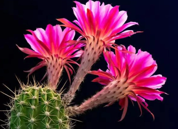 仙人掌花繁殖方法 仙人掌花繁殖方法