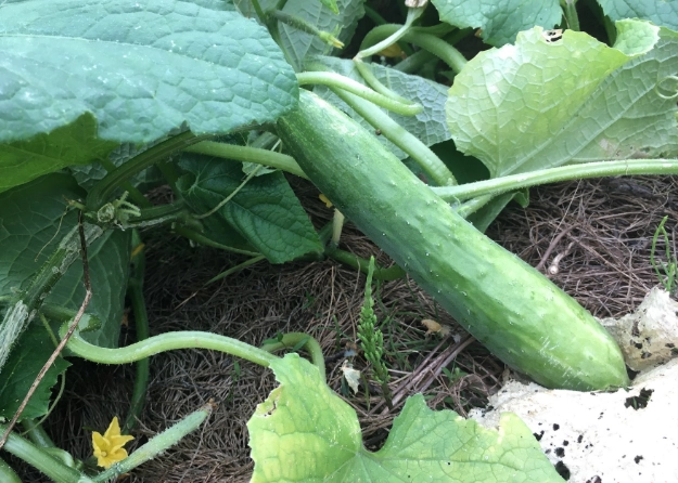 大胡瓜栽培技巧 大胡瓜栽培技巧