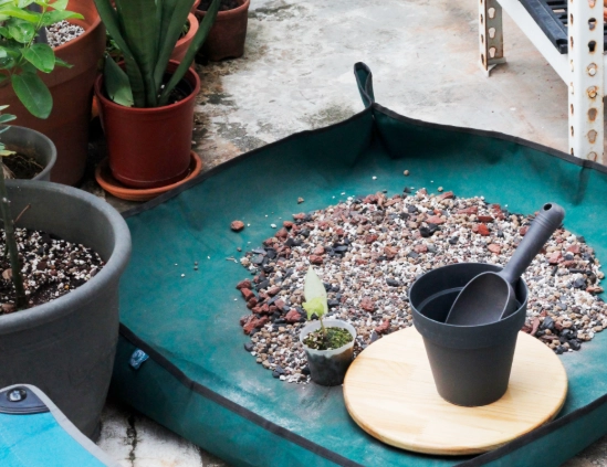 換盆後植物枯萎 換盆後植物枯萎