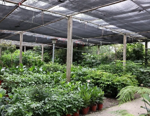 室內觀葉植物 室內觀葉植物