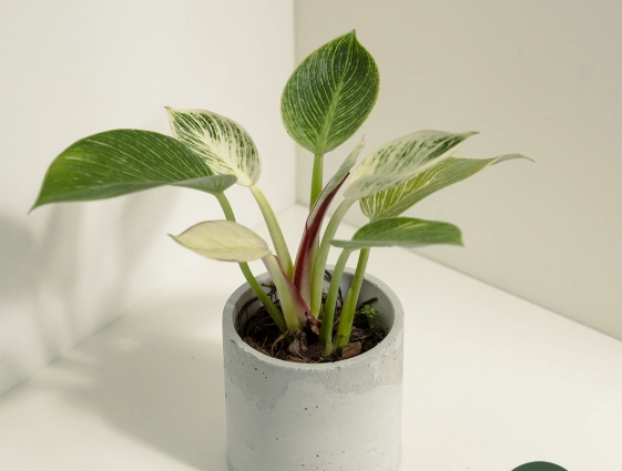 鉑金蔓綠絨照顧 鉑金蔓綠絨照顧