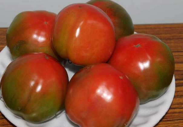 黑柿番茄栽培 黑柿番茄栽培