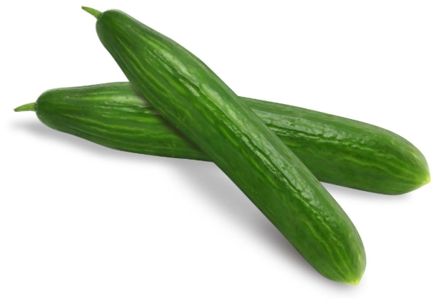 小黃瓜種植季節