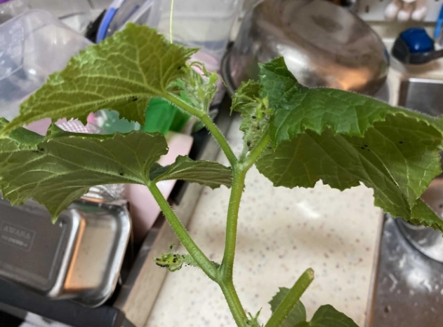 小黃瓜白斑防治 小黃瓜白斑防治