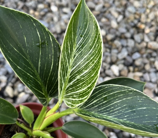 蔓綠絨養護 蔓綠絨養護