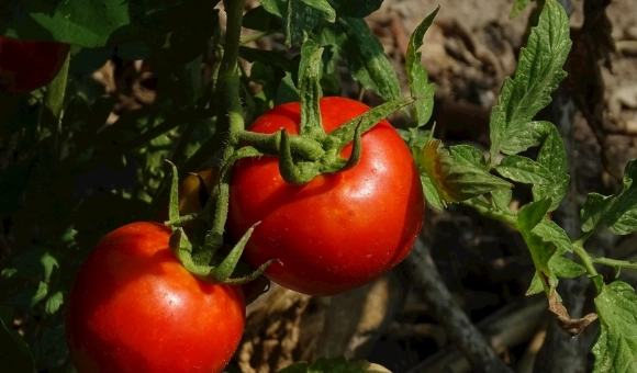 番茄種植溫度 番茄種植溫度