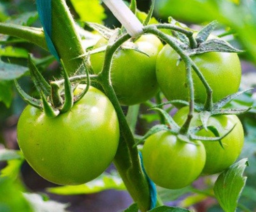 番茄籽發芽技巧 番茄籽發芽技巧