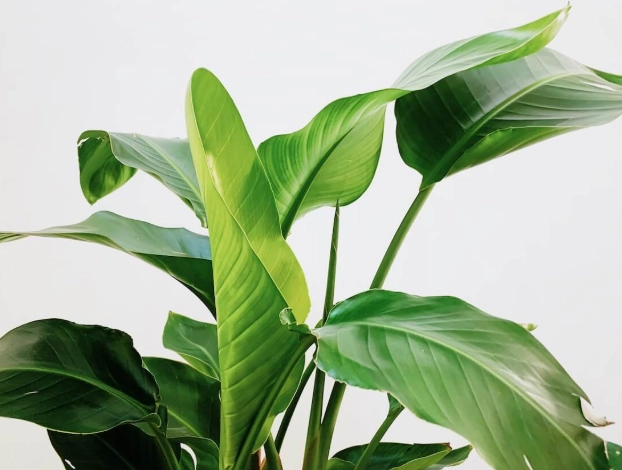 天堂鳥葉子垂解決方法 天堂鳥葉子垂解決方法