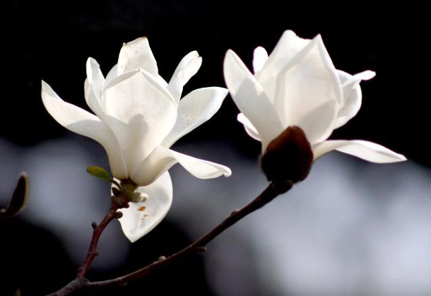 玉蘭花接枝方法 玉蘭花接枝方法