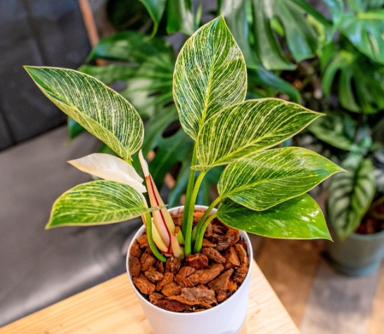 室內植物修剪技巧