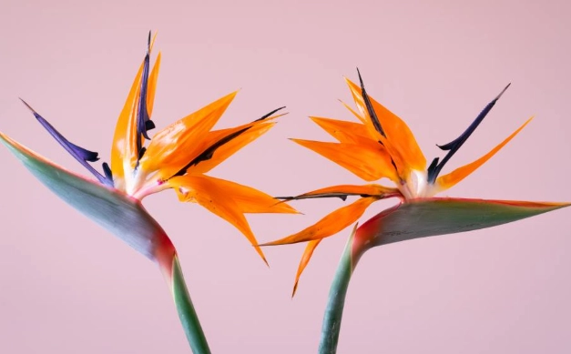 天堂鳥葉子下垂原因 天堂鳥葉子下垂原因