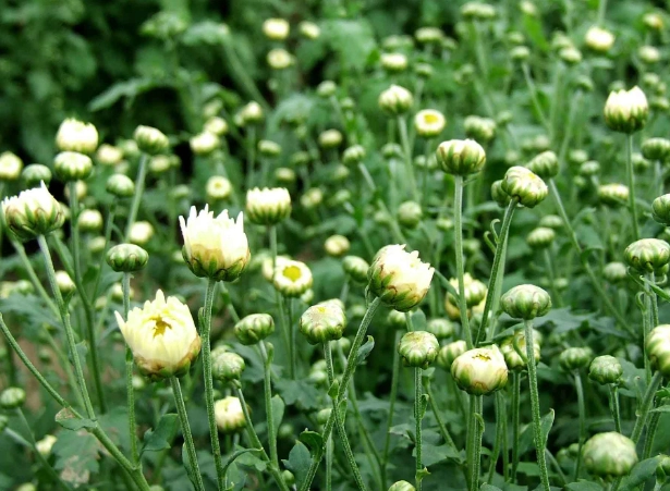 白菊泡茶好處 白菊泡茶好處