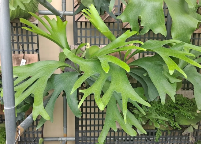 上板栽培技巧 上板栽培技巧