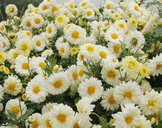 黃菊花茶泡法 黃菊花茶泡法