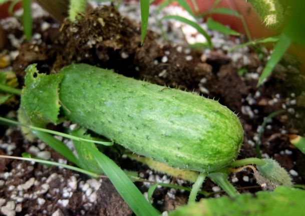 小黃瓜保存方法