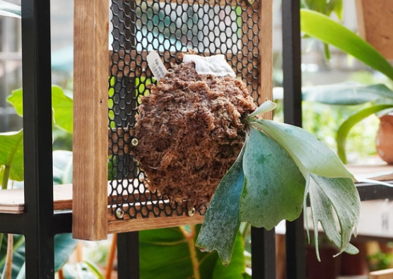 鹿角蕨介質選擇 鹿角蕨介質選擇