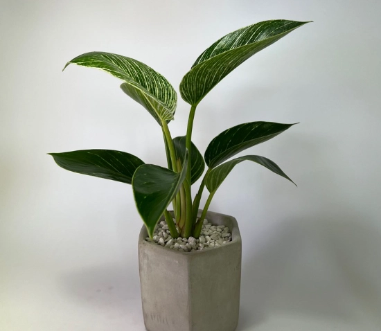 室內植物修剪技巧