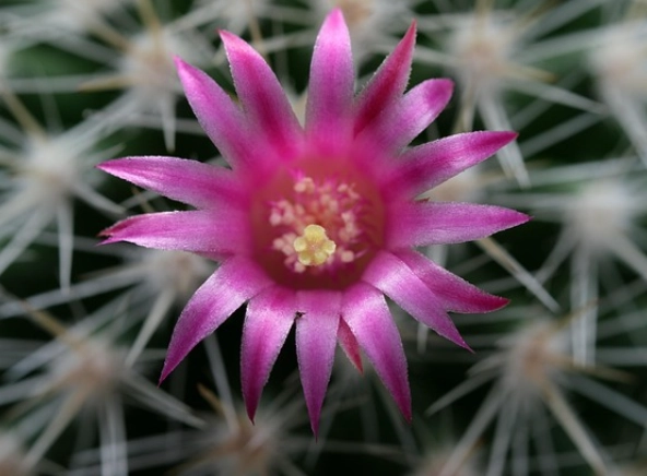 仙人掌種植方法