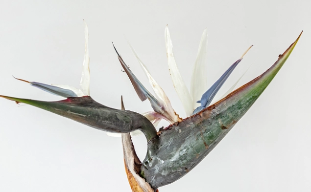 天堂鳥養護技巧 天堂鳥養護技巧