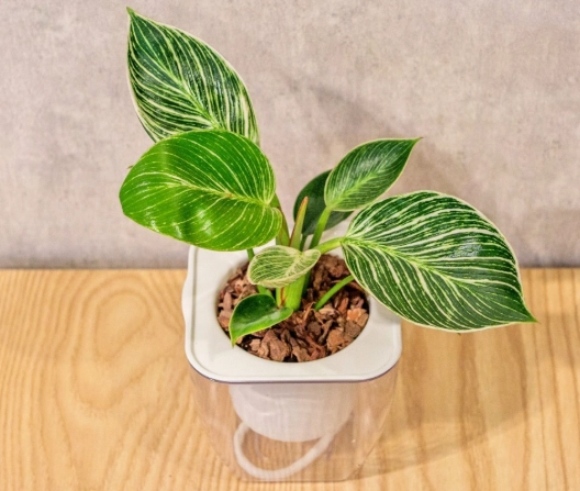 植物葉子變黑原因 植物葉子變黑原因