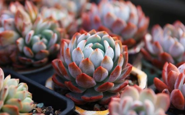 赤玉土多肉植物