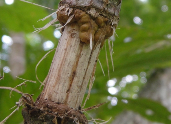 發根劑使用方法