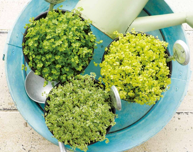 观叶植物养护 观叶植物养护