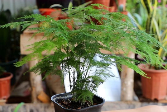 赤玉土文竹种植 赤玉土文竹种植