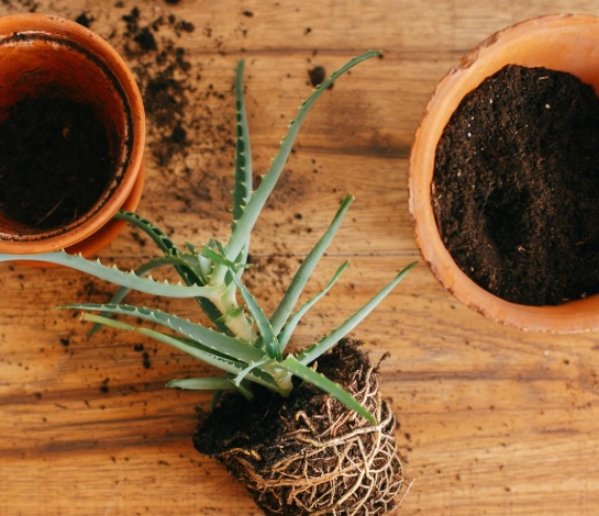 植物換盆後照顧 植物換盆後照顧