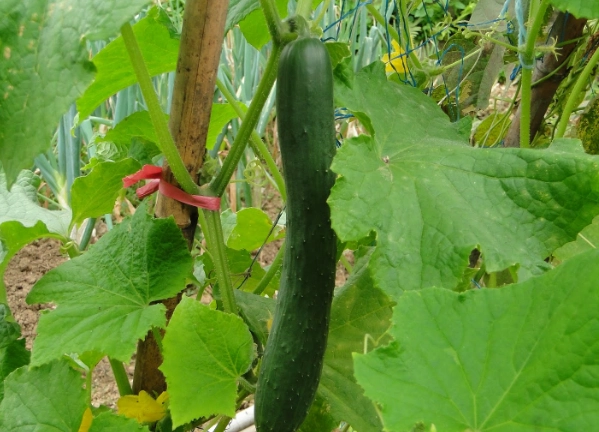 軟小黃瓜能吃嗎