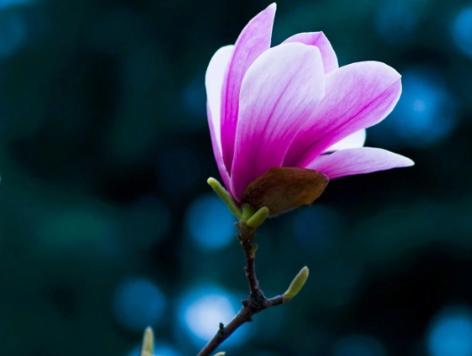 玉蘭花接枝方法 玉蘭花接枝方法