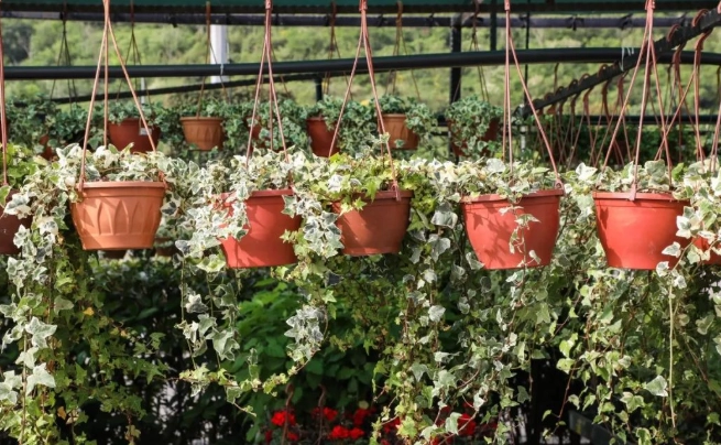 常春藤照顧技巧