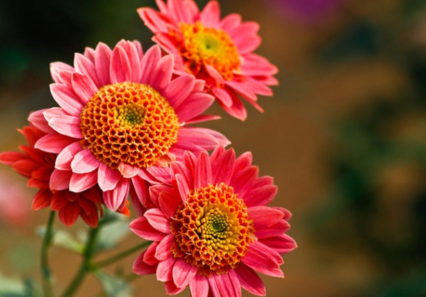 菊花開花季節 菊花開花季節