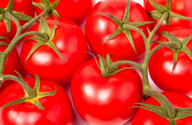 基因改造番茄安全性 基因改造番茄安全性