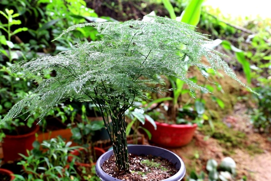 文竹土壤选择 文竹土壤选择